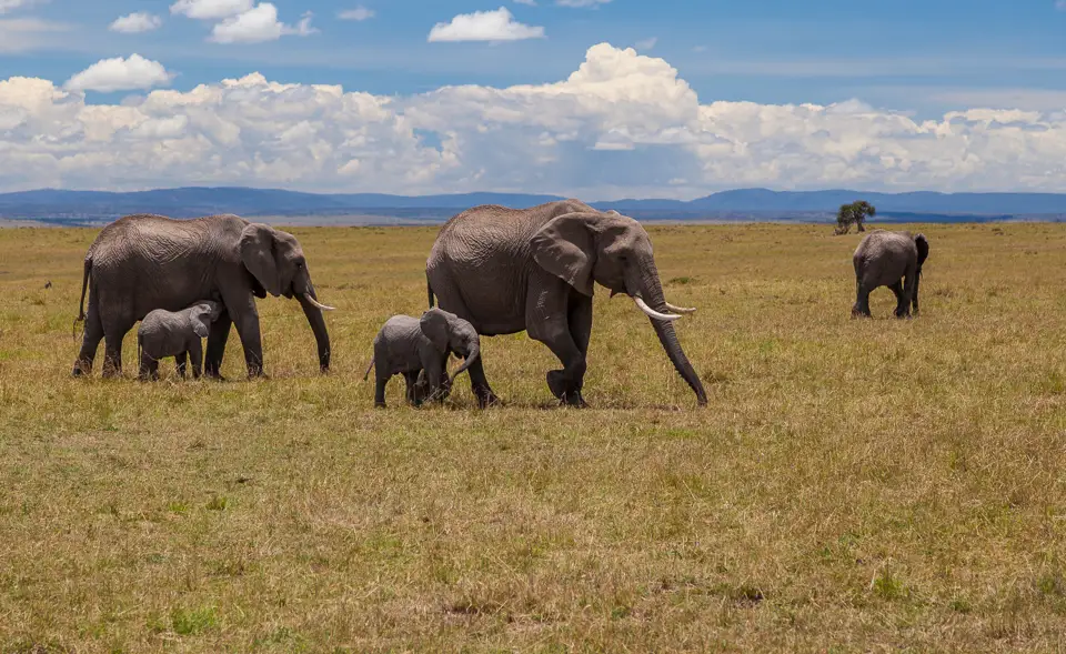 Elephants and calves crossing the grasslands of Maasai Mara National Reserve, Kenya