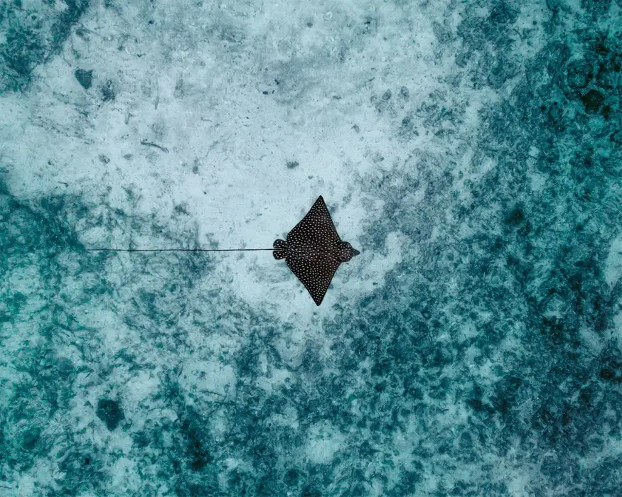 Snorkelling with spotted eagle rays near Royal Belize