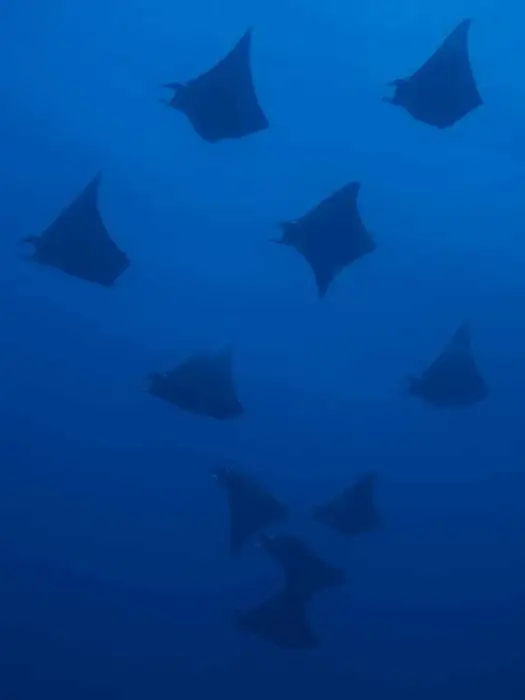 Mobula rays photographed on Filitheyo's house reef in the Maldives