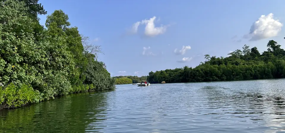 The Madu Ganga wetland landscape near Balapitiya in Sri Lanka