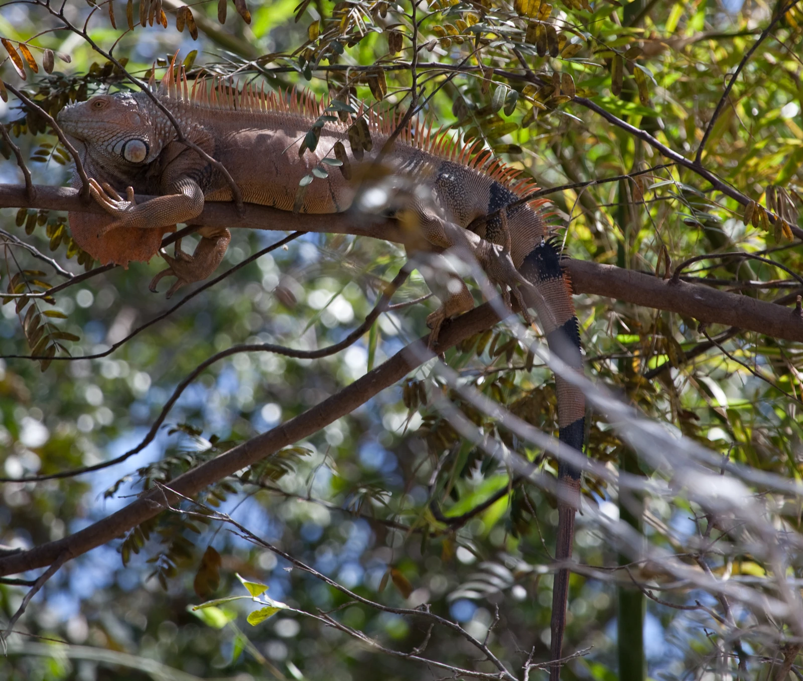 Green iguana resting in a tree at Palo Verde National Park, Costa Rica
